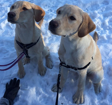 Clifford och Luna Hundhjalpen Uppland