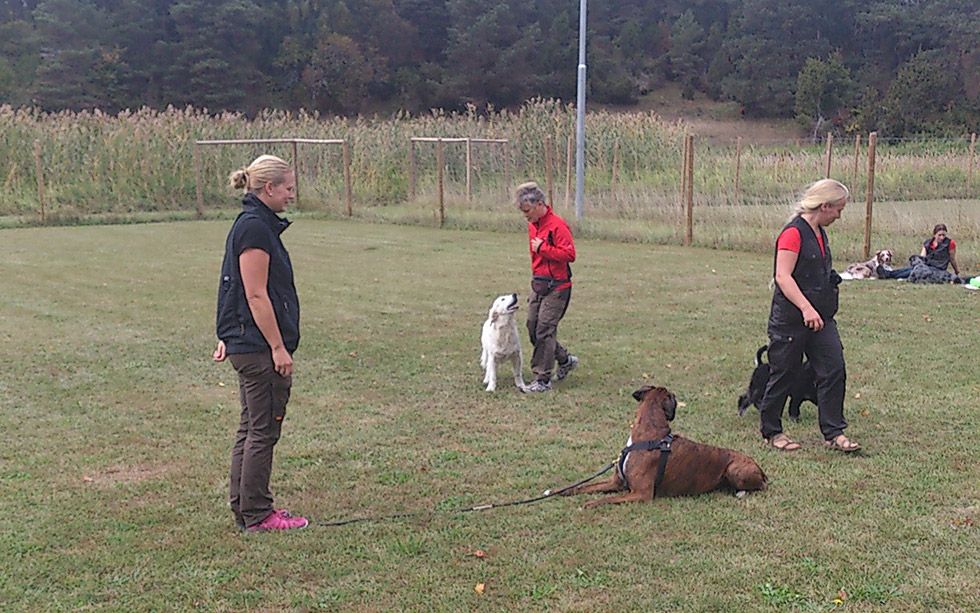 Hundhjälpen i Uppland träning