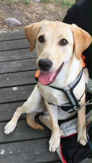 valp Valp assistanshund hundhjälpen