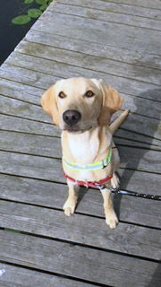 valp Valp assistanshund hundhjälpen