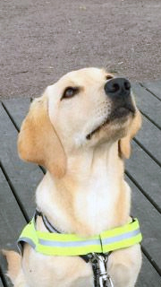 valp Valp assistanshund hundhjälpen