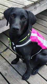 valp Valp assistanshund hundhjälpen