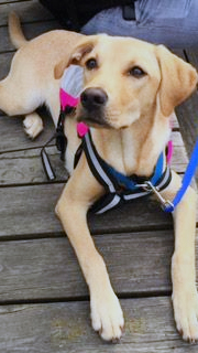 valp Valp assistanshund hundhjälpen