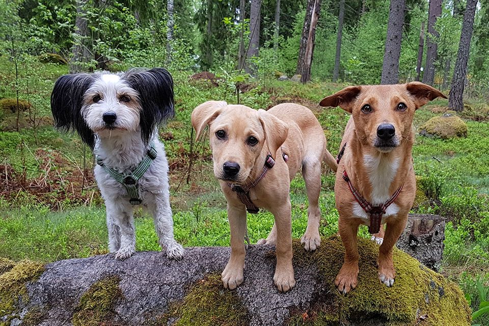 hundhjalpen-uppland-sluta-tjata-pa-hunden-1