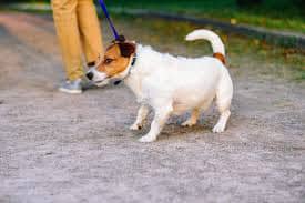 hunden-drar-2