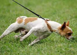 hunden-drar